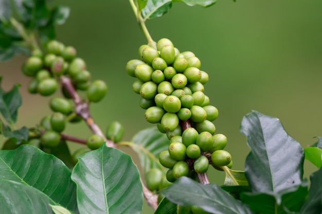 Koffieplantage, koffieteelt