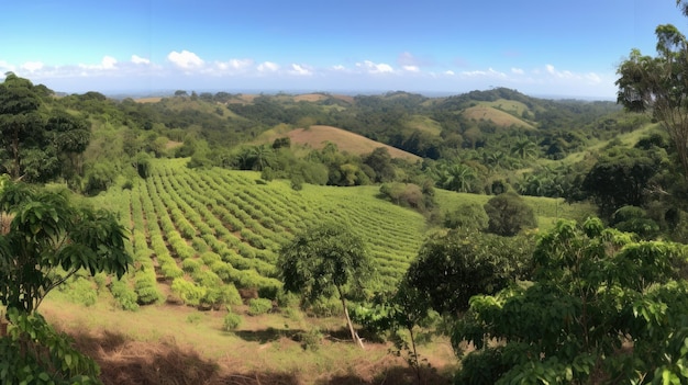 Koffieplantage Landschap met koffiebomen Generatieve AI