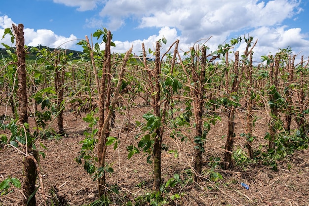 Foto koffieplantage met gesneden planten