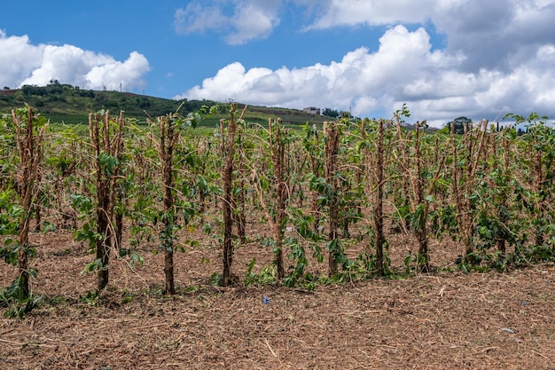 Foto koffieplantage met gesneden planten