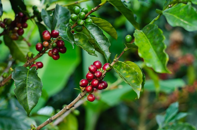 Koffieplanten. Takken met koffiebonen.