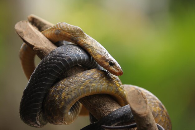 Koffieslang of zwartkoperen rattenslang of geelgestreepte slang gevonden in Zuidoost-Azië