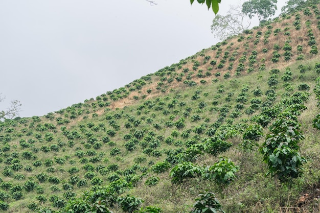 Koffieteelt in de Colombiaanse koffiestreek Koffie met een Zoca