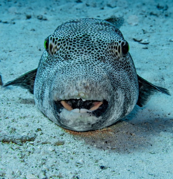 kogelvis close-up in de Rode Zee, Egypte