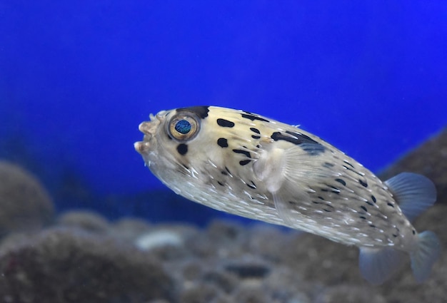 Kogelvis in aquariumclose-up