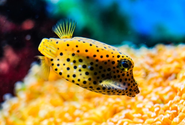 kogelvis op de zeebodem in een aquarium