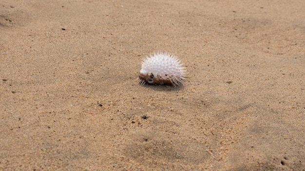Kogelvis op zand kogelvis exotisch dier zeevruchten od kogelvis foto van kogelvis