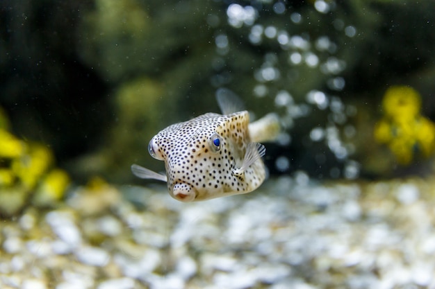 Kogelvisvissen in tank bij aquarium op koraal en bellenachtergrond