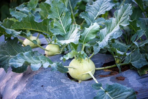 Kohlrabi turnip cabbage growing in garden