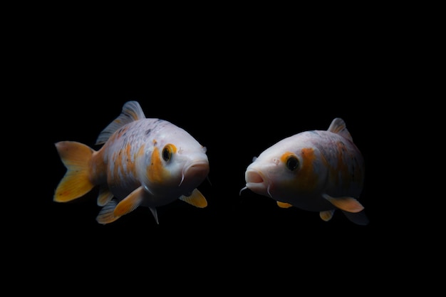 Koi Carp fish swimming on black background