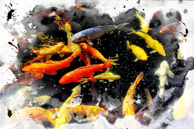 Koi Carp fish swimming in the pond. fish watercolor illustration