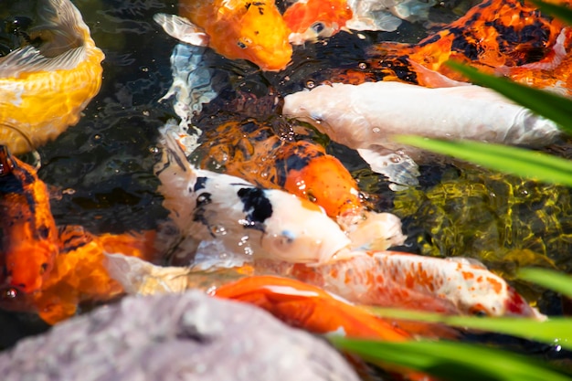 Koi carp fish