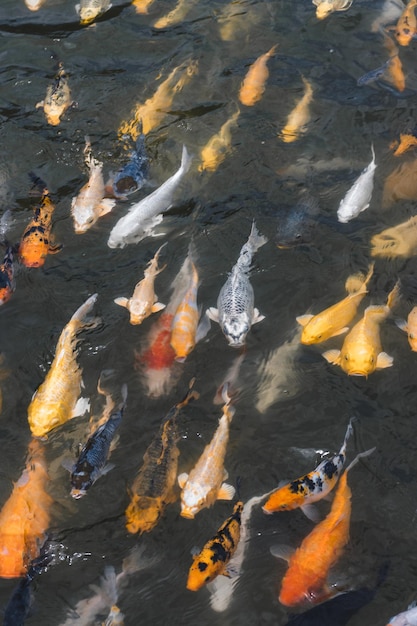 写真 湖のコイカープ