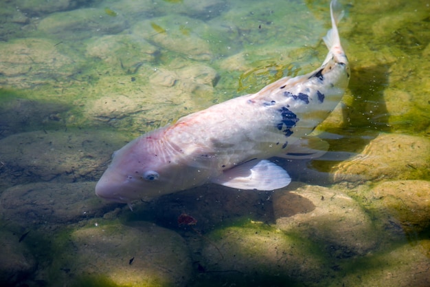 Koi carp in a japanese garden pond