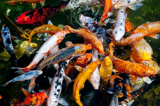 Koi carp, symbols of good luck and prosperity in Japan