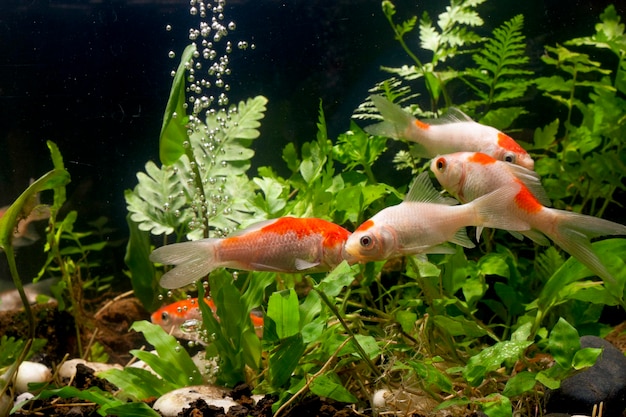 Koi fish Background green water plants