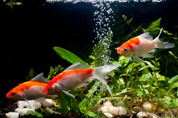 コイ魚 背景の緑水植物