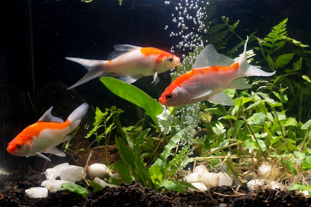 コイ魚 背景の緑水植物