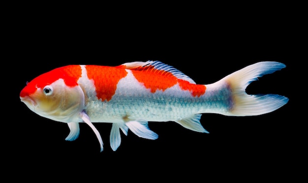 Koi fish on black background