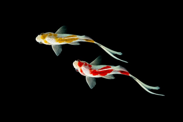 Koi fish on black background