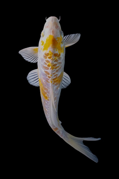 Koi fish black background