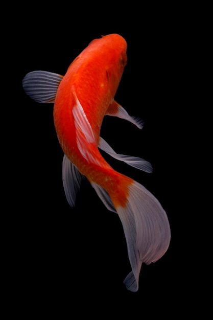 Koi fish black background