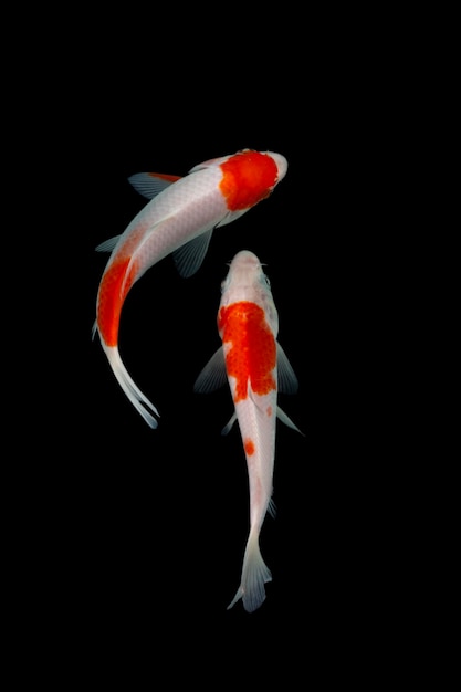 Koi fish black background