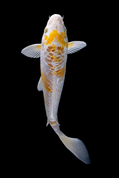 Koi fish black background