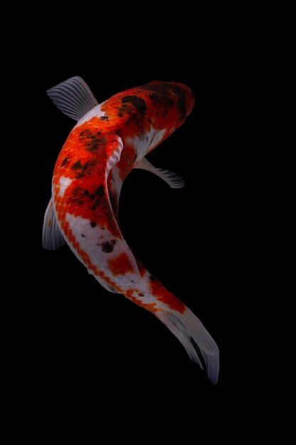 Koi fish black background