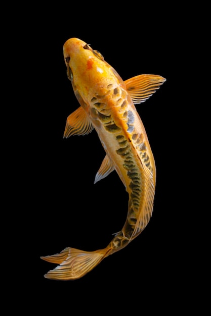 Koi fish black background