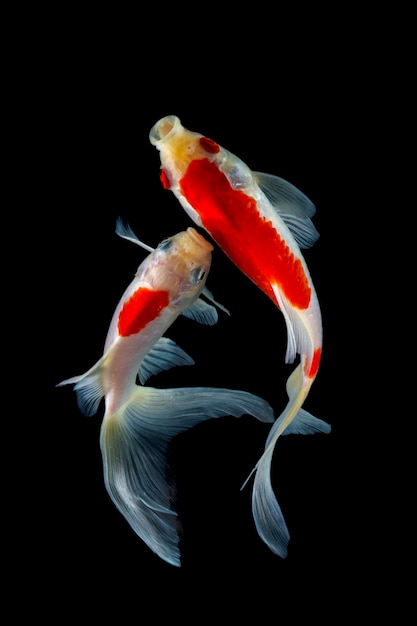 Koi fish black background