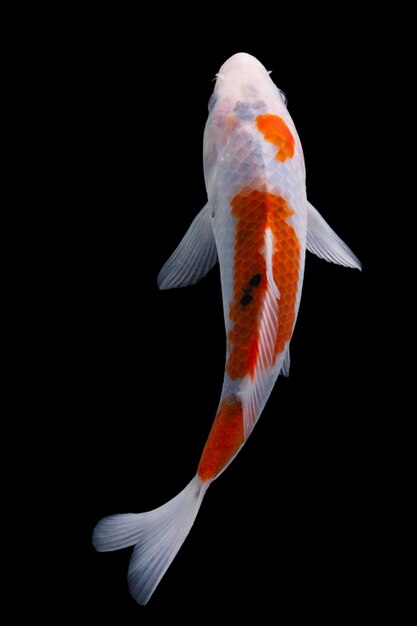 Koi fish black background