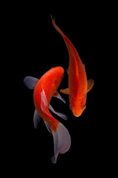 Koi fish black background