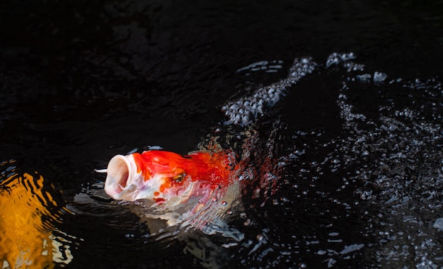 A koi fish or fancy craft jumps out of the water Focus on the mouth is open to prepare to eat