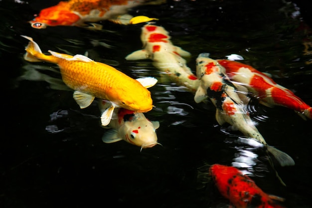 養魚池の鯉魚池で泳ぐ鯉