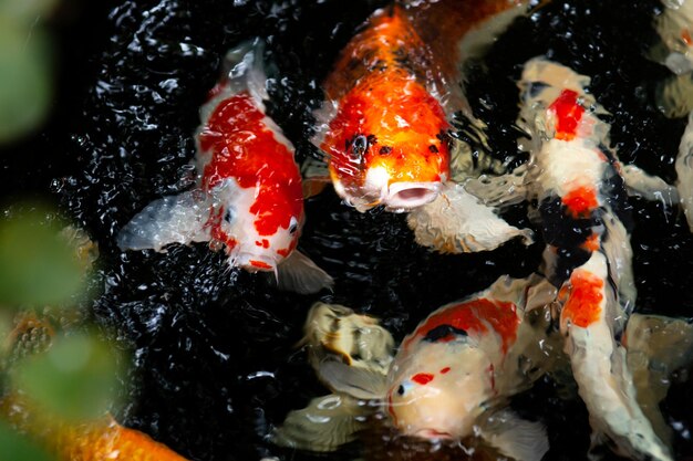 養魚池の鯉魚池で泳ぐ鯉