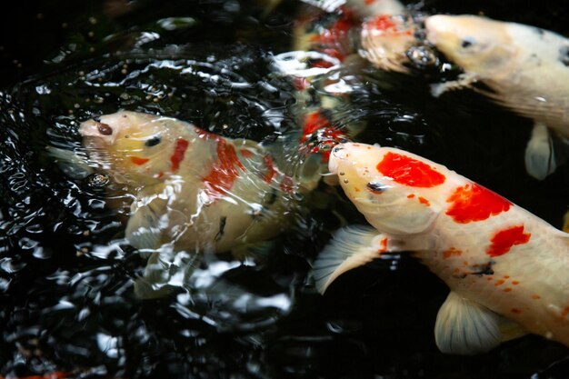 Koi fish in the fish pond koi fish swimming in the pond