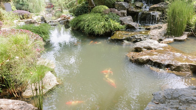 Koi fish in the garden pond