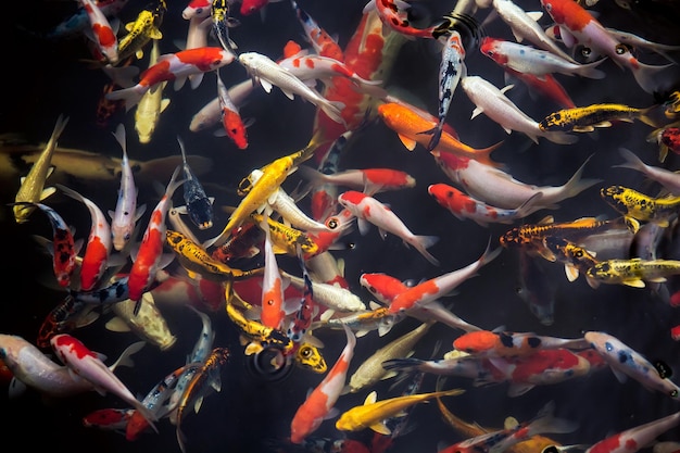 Koi fish inside the pond