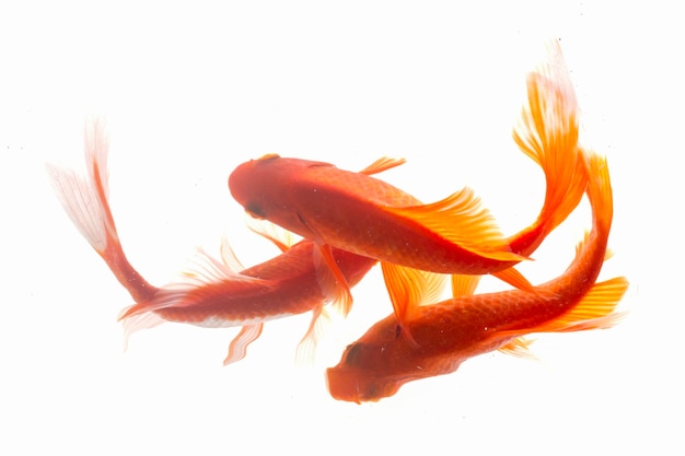 Koi fish isolated on black background Gold fish in the aquarium