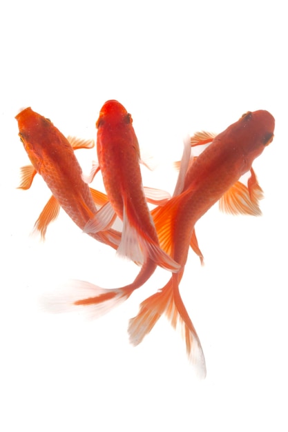 Koi fish isolated on black background Gold fish in the aquarium