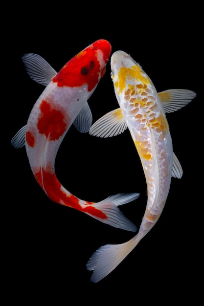 Koi fish isolated on black background Gold fish in the aquarium