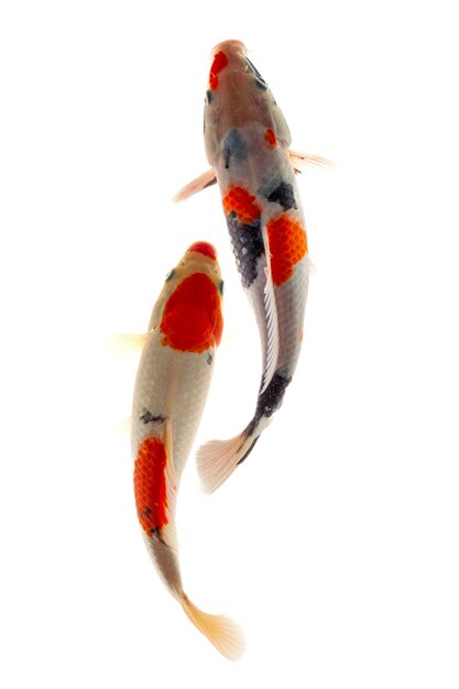 Koi fish isolated on black background Gold fish in the aquarium