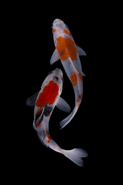 Koi fish isolated on black background koi fish close up