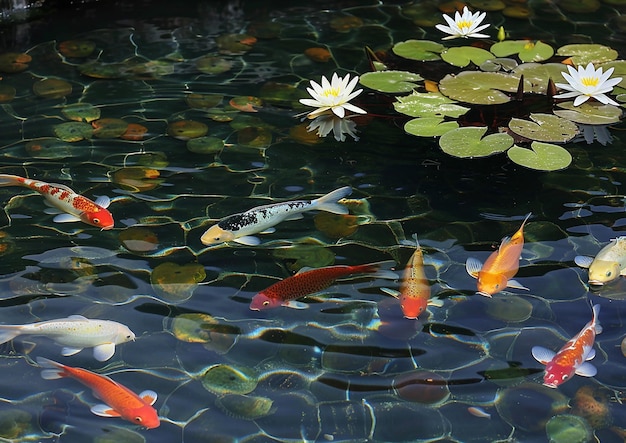a koi fish and lily pads are swimming in a pond