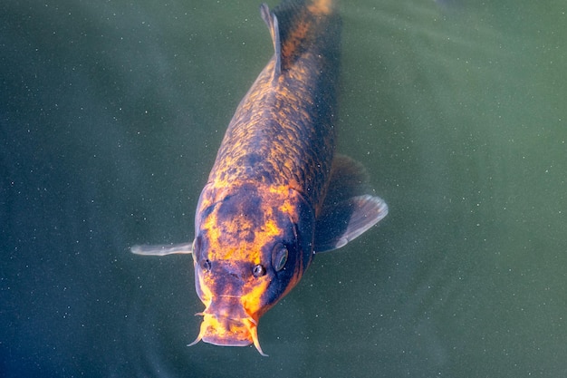 Foto pesci koi in uno stagno in una combinazione di colori giardino giapponese nero arancione