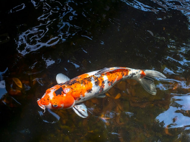 코이 물고기, 특히 니시키고이 Cyprinus rubrofuscus 인공 연못의 다채로운 장식 물고기