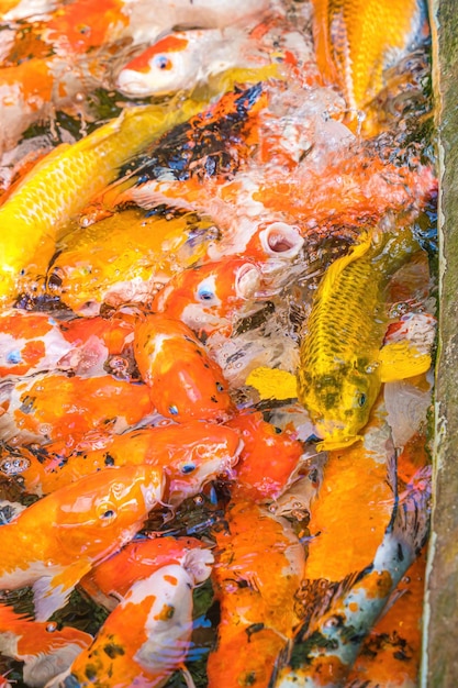 Foto i pesci koi nuotano in stagni artificiali con uno splendido sfondo nel laghetto chiaro pesci colorati decorativi galleggiano in uno stagno artificiale vista dall'alto