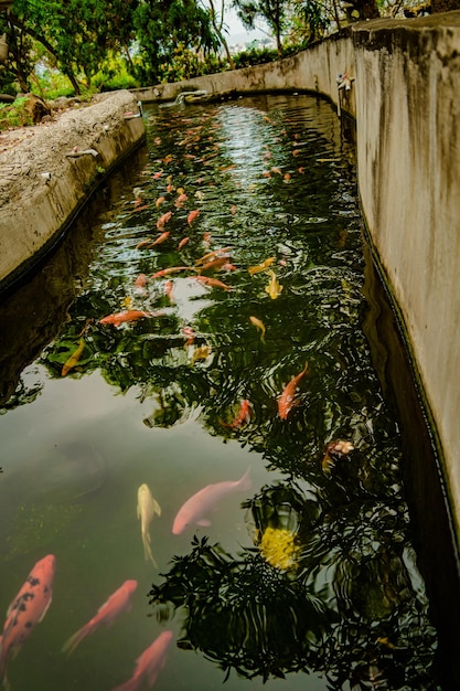 Foto i pesci koi nuotano in stagni artificiali con uno splendido sfondo nel laghetto chiaro decorativo colorato