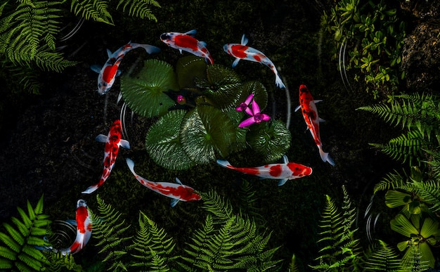 コイ魚は緑の植物の美しい背景にある人工池で泳ぐ